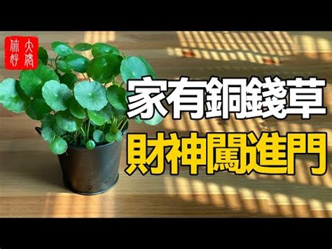 錢幣草風水|銅錢草的風水作用：提升財運和運勢【銅錢草的風水作用】 – 八字。